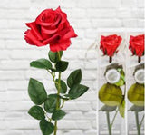 "Rosa Natural Preservada"